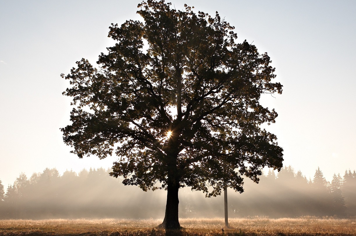 Roman Averin 173797 (2)